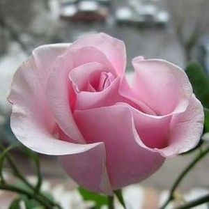 Meet your Posher, Priscilla